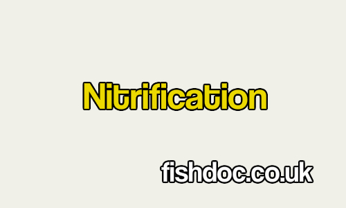 nitrification equation