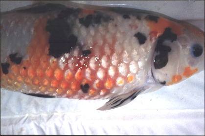 Miscellaneous Diseases Dropsy Hypoxia And Gas Bubble Disease Koi Aquarium Fish Diseases
