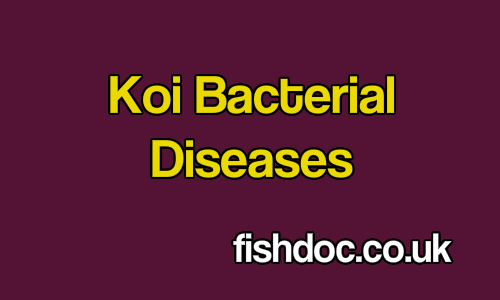 Bacterial & Fungal Infections – Koi & Aquarium Fish Diseases